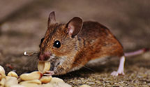 24 Hour & Emergency Exterminators in Sedona, AZ